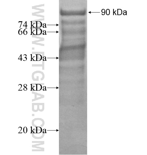 CARD14 fusion protein Ag12966 SDS-PAGE