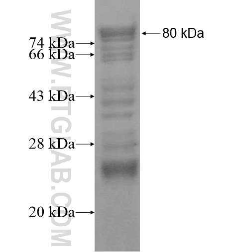 CARD6 fusion protein Ag12595 SDS-PAGE