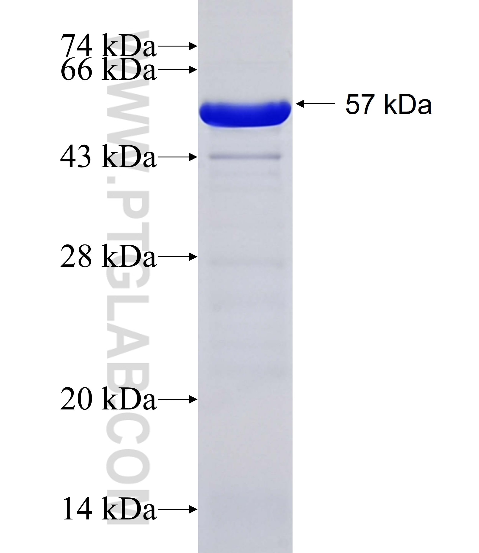 CARD6 fusion protein Ag12740 SDS-PAGE