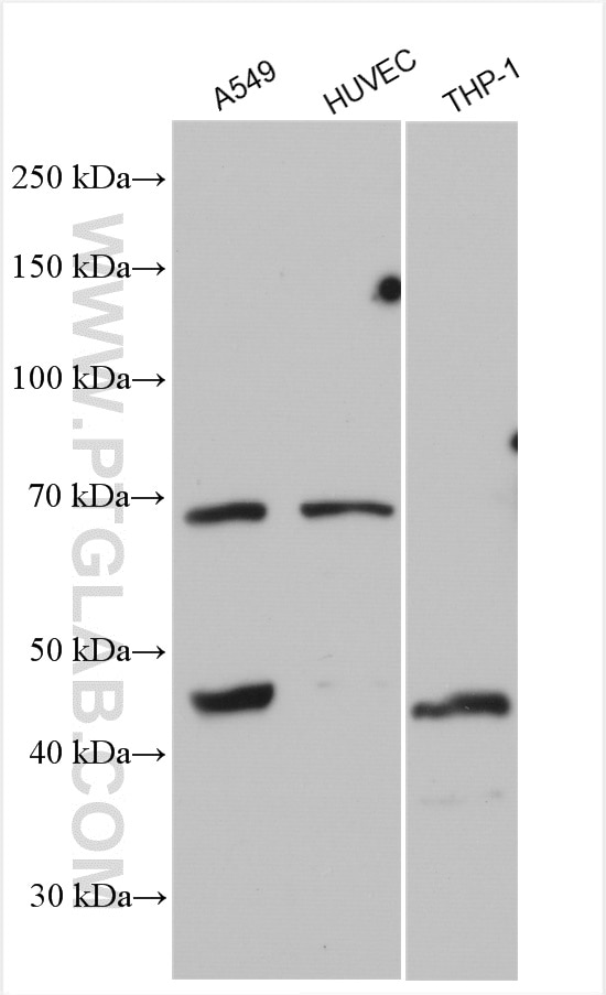 Western Blot (WB) analysis of various lysates using CARD8 Polyclonal antibody (14516-1-AP)