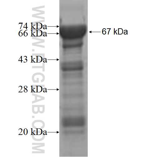 CARD8 fusion protein Ag5975 SDS-PAGE
