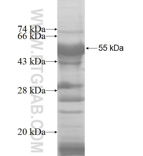 CARD8 fusion protein Ag6058 SDS-PAGE
