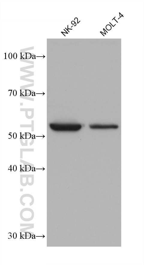 Western Blot (WB) analysis of various lysates using CARD9 Monoclonal antibody (68657-1-Ig)
