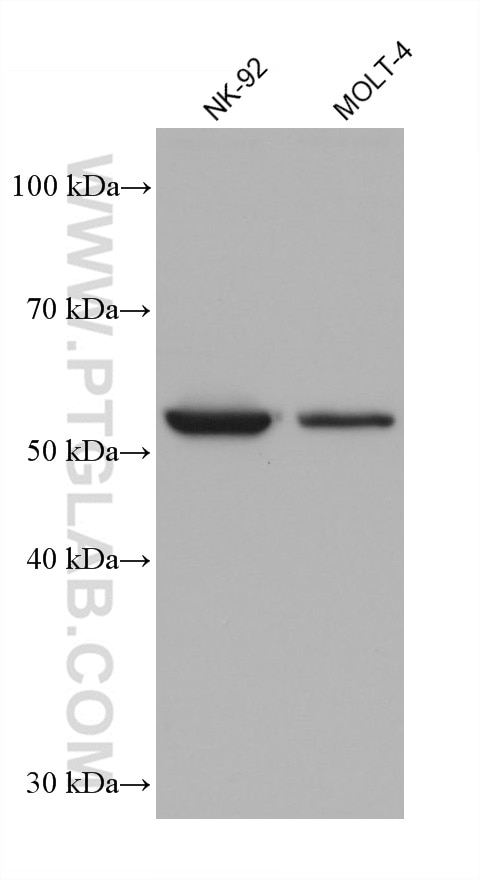 WB analysis using 68657-1-Ig