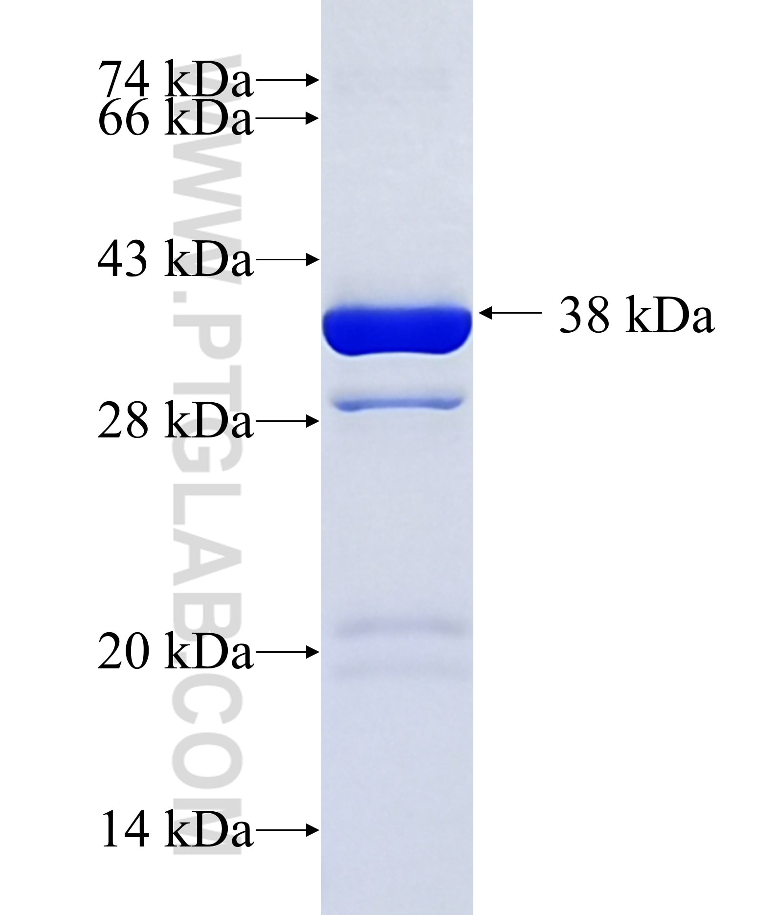 CARD9 fusion protein Ag33643 SDS-PAGE