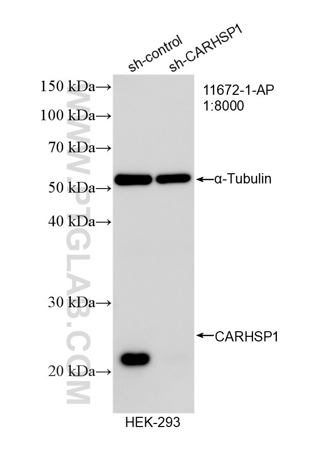 Western Blot (WB) analysis of HEK-293 cells using CARHSP1 Polyclonal antibody (11672-1-AP)