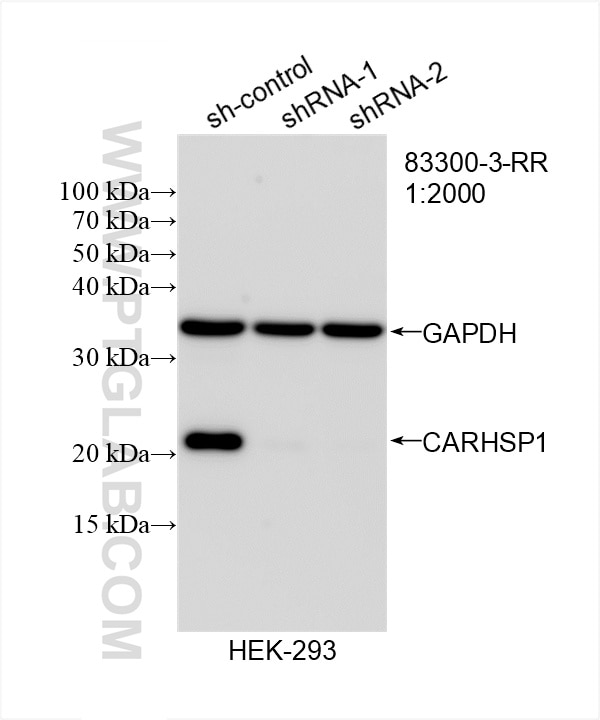 Western Blot (WB) analysis of HEK-293 cells using CARHSP1 Recombinant antibody (83300-3-RR)