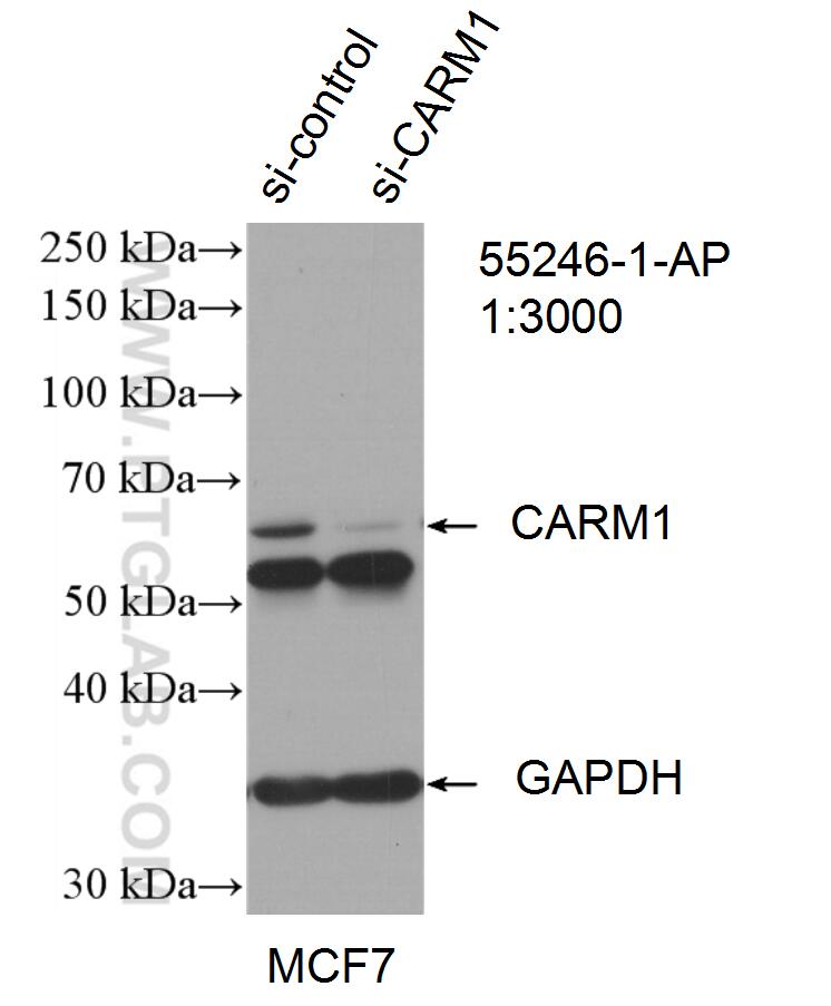 WB analysis of MCF-7 using 55246-1-AP