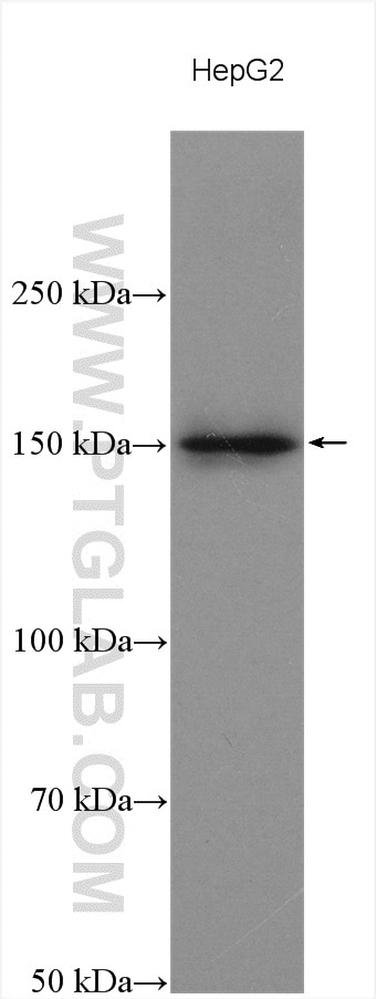 Western Blot (WB) analysis of various lysates using CARMIL Polyclonal antibody (27133-1-AP)