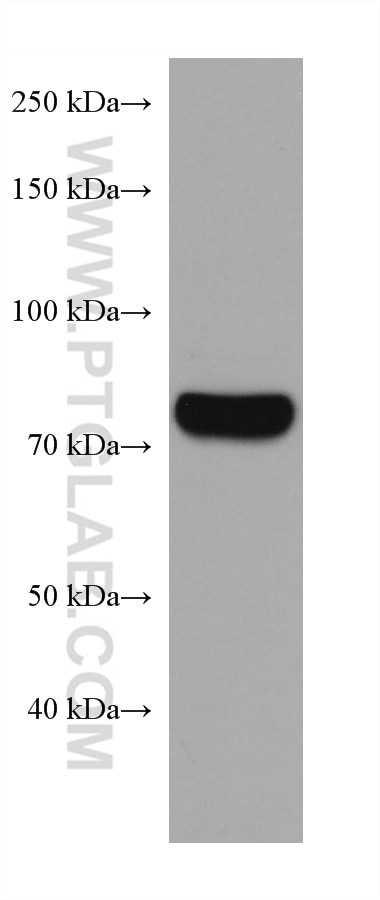 Western Blot (WB) analysis of A549 cells using CARS Monoclonal antibody (67933-1-Ig)