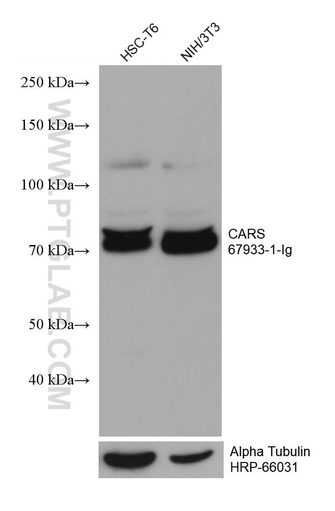 Western Blot (WB) analysis of various lysates using CARS Monoclonal antibody (67933-1-Ig)