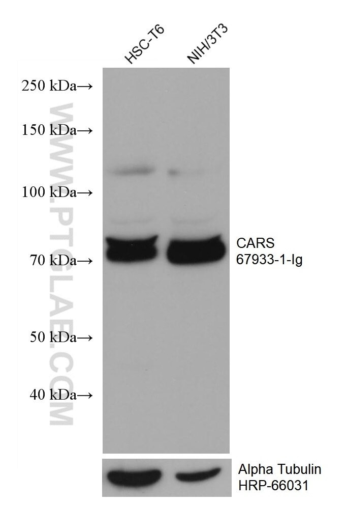 WB analysis using 67933-1-Ig