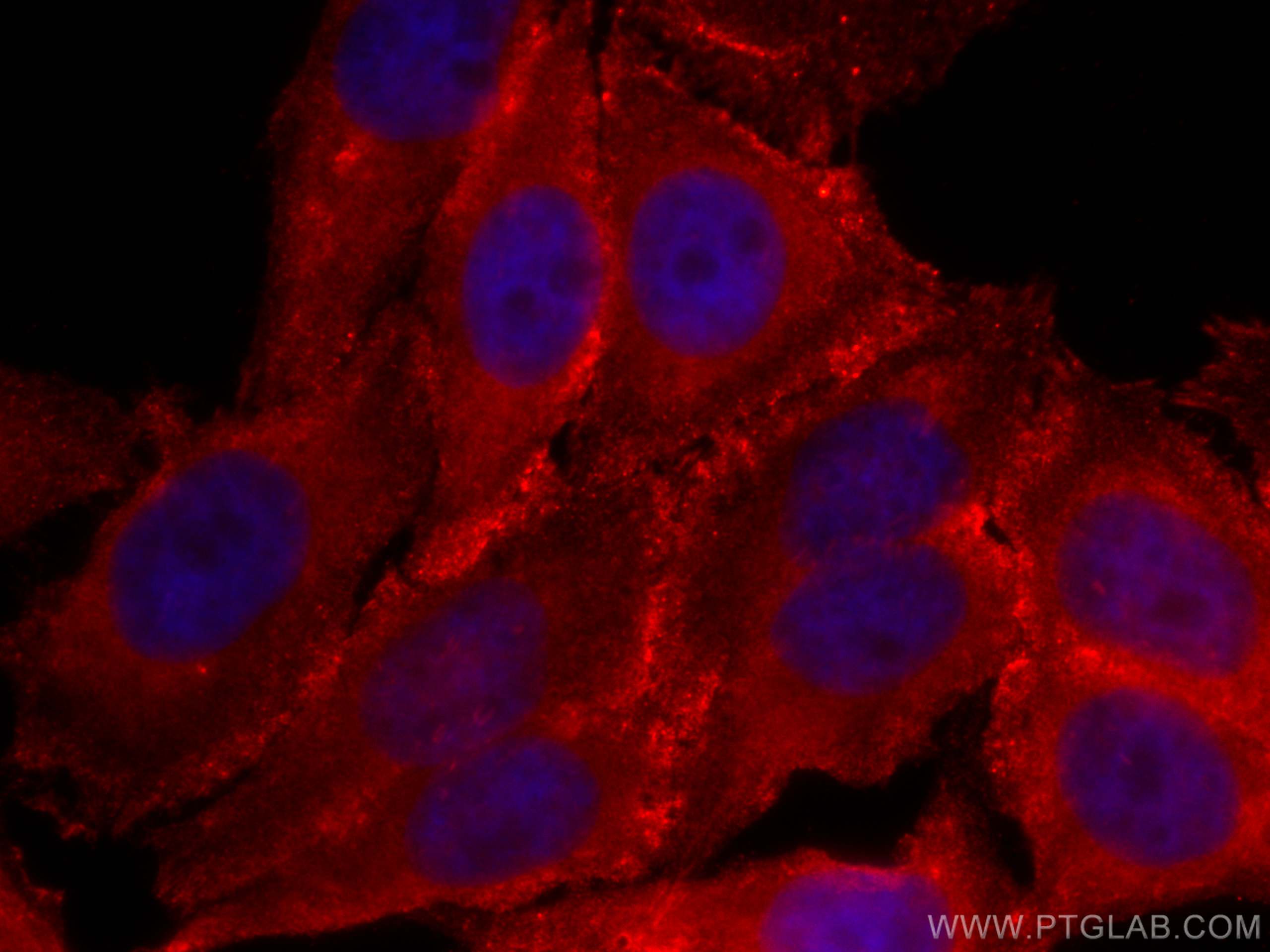 Immunofluorescence (IF) / fluorescent staining of HepG2 cells using CoraLite®594-conjugated CARS Monoclonal antibody (CL594-67933)