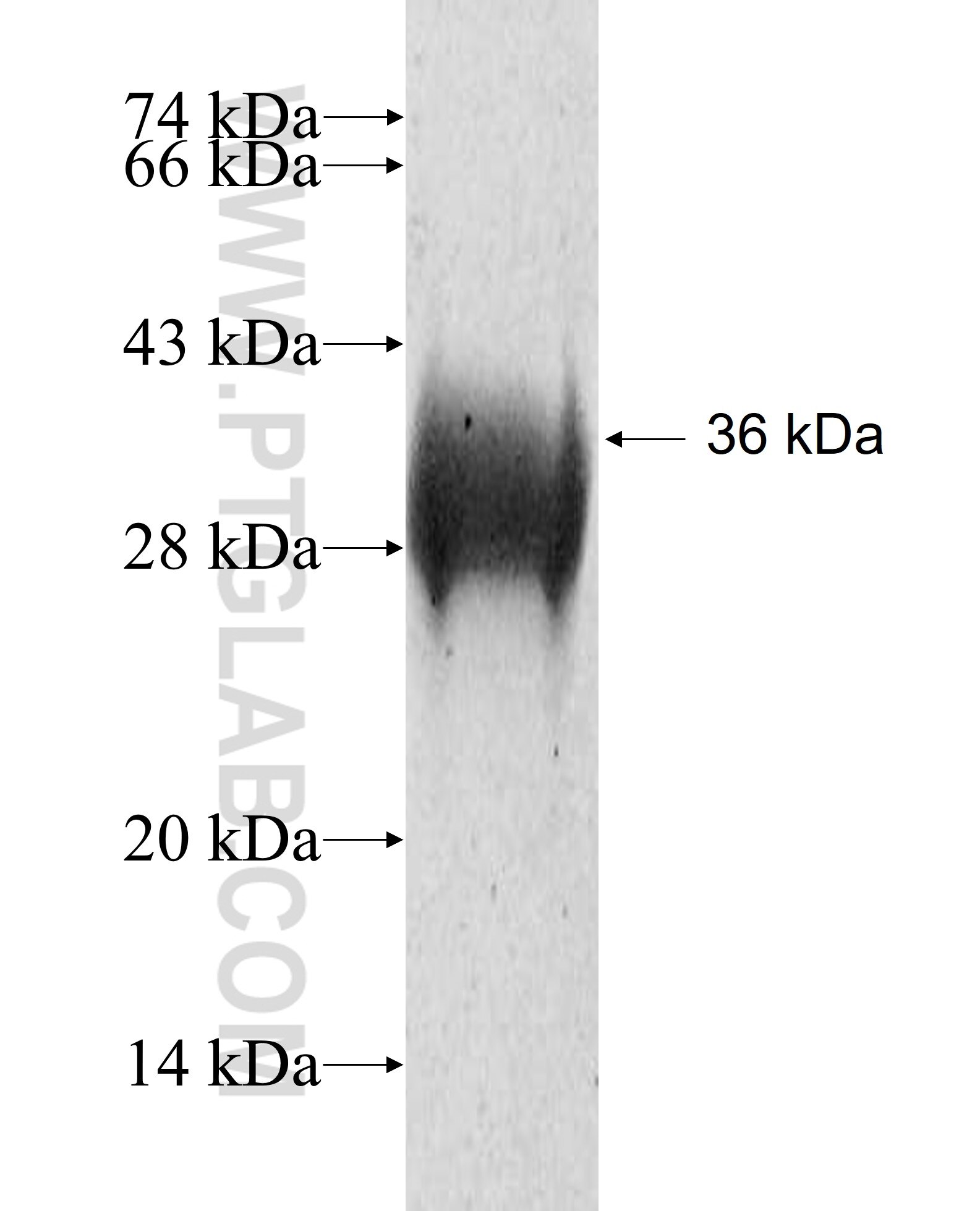 CARTPT fusion protein Ag4004 SDS-PAGE