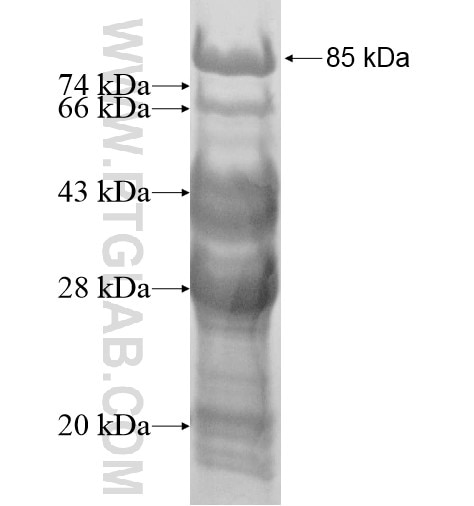 CASC3 fusion protein Ag12694 SDS-PAGE