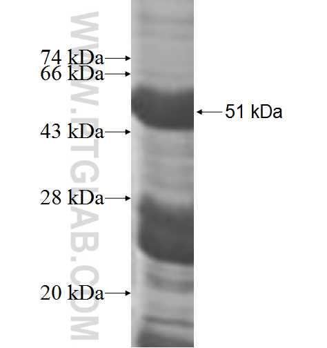 CASC4 fusion protein Ag9297 SDS-PAGE