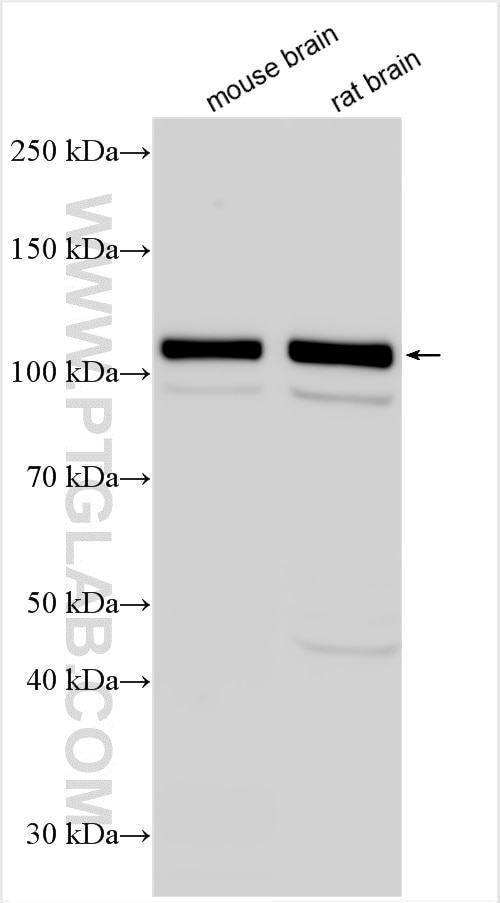 WB analysis using 55277-1-AP