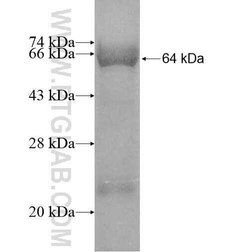 CASKIN2 fusion protein Ag11894 SDS-PAGE
