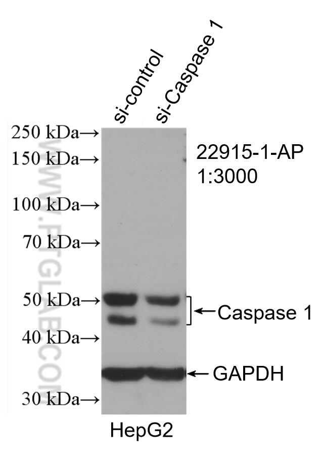 Western Blot (WB) analysis of HepG2 cells using Caspase 1/p20/p10 Polyclonal antibody (22915-1-AP)