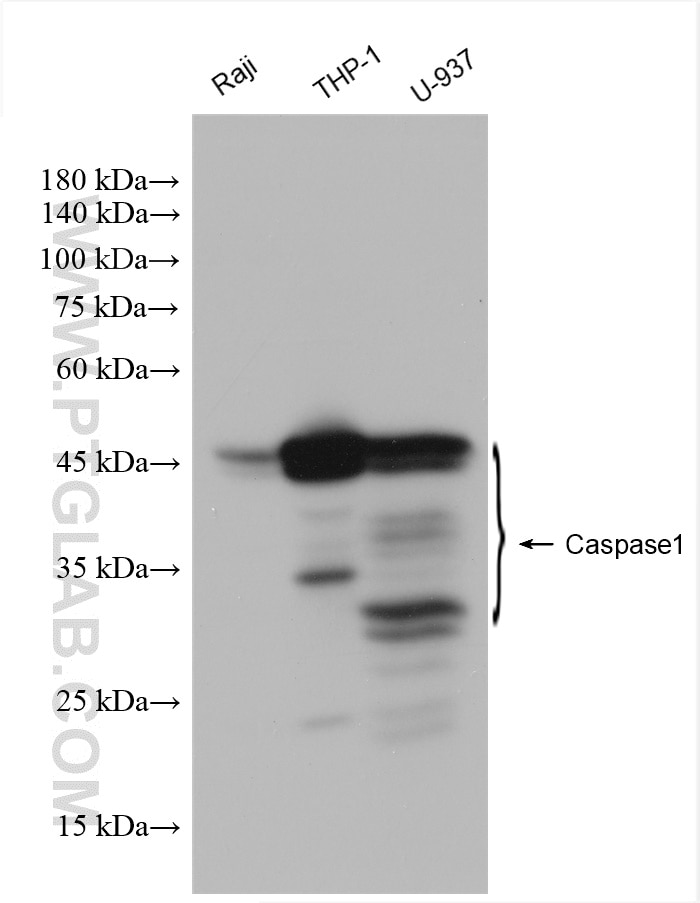 Western Blot (WB) analysis of various lysates using Caspase 1/p20/p10 Polyclonal antibody (22915-1-AP)