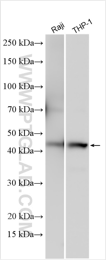 Western Blot (WB) analysis of various lysates using Caspase 1/p20/p10 Polyclonal antibody (22915-1-AP)