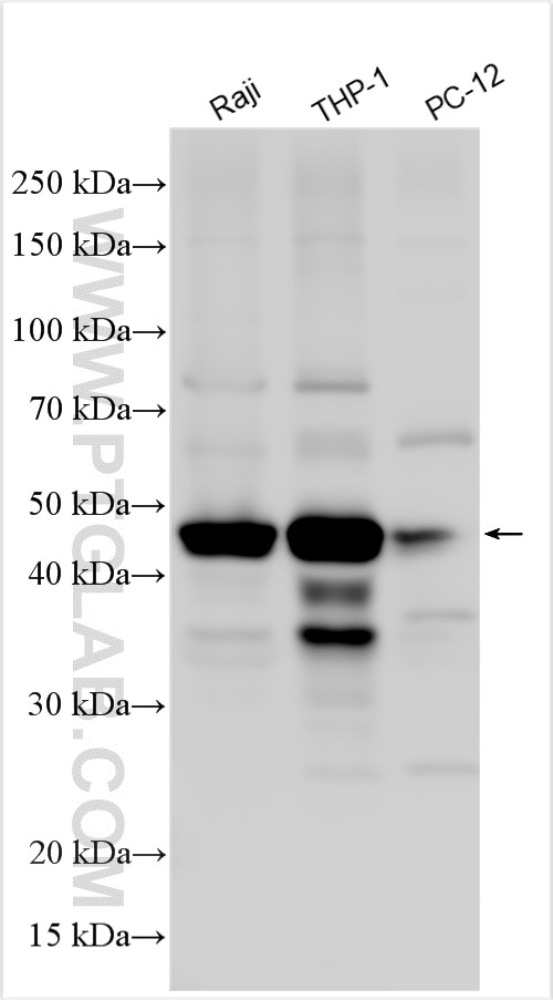 Western Blot (WB) analysis of various lysates using Caspase 1/p20/p10 Polyclonal antibody (22915-1-AP)