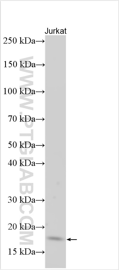 Western Blot (WB) analysis of various lysates using Caspase 1/P20/P10 Polyclonal antibody (22915-1-AP)