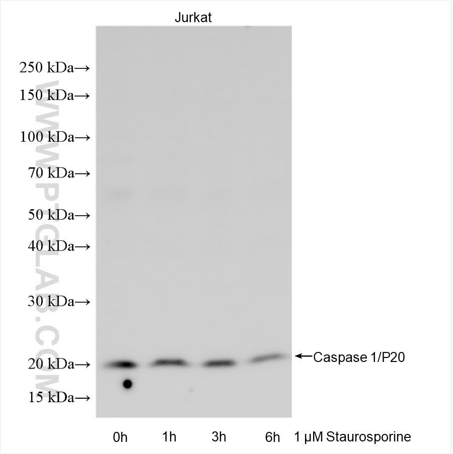 Western Blot (WB) analysis of various lysates using Caspase 1/P20 Polyclonal antibody (22915-1-AP)