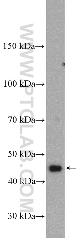 WB analysis of NIH/3T3 using 22915-1-AP