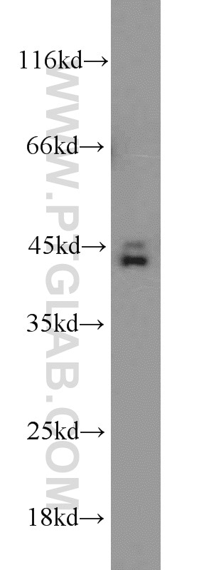Western Blot (WB) analysis of HeLa cells using Caspase 1/p20/p10 Polyclonal antibody (22915-1-AP)