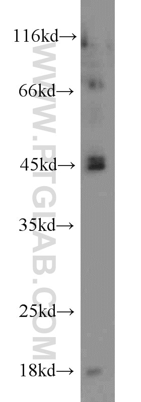 Western Blot (WB) analysis of C6 cells using Caspase 1/p20/p10 Polyclonal antibody (22915-1-AP)