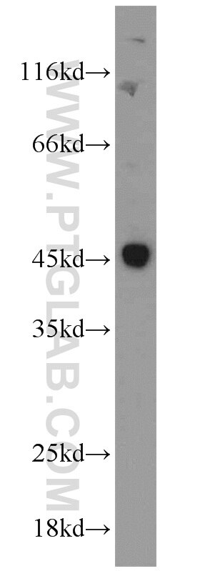 Western Blot (WB) analysis of RAW264.7 using Caspase 1/p20/p10 Polyclonal antibody (22915-1-AP)