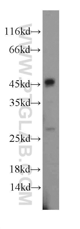Western Blot (WB) analysis of MCF-7 cells using Caspase 1/p20/p10 Polyclonal antibody (22915-1-AP)