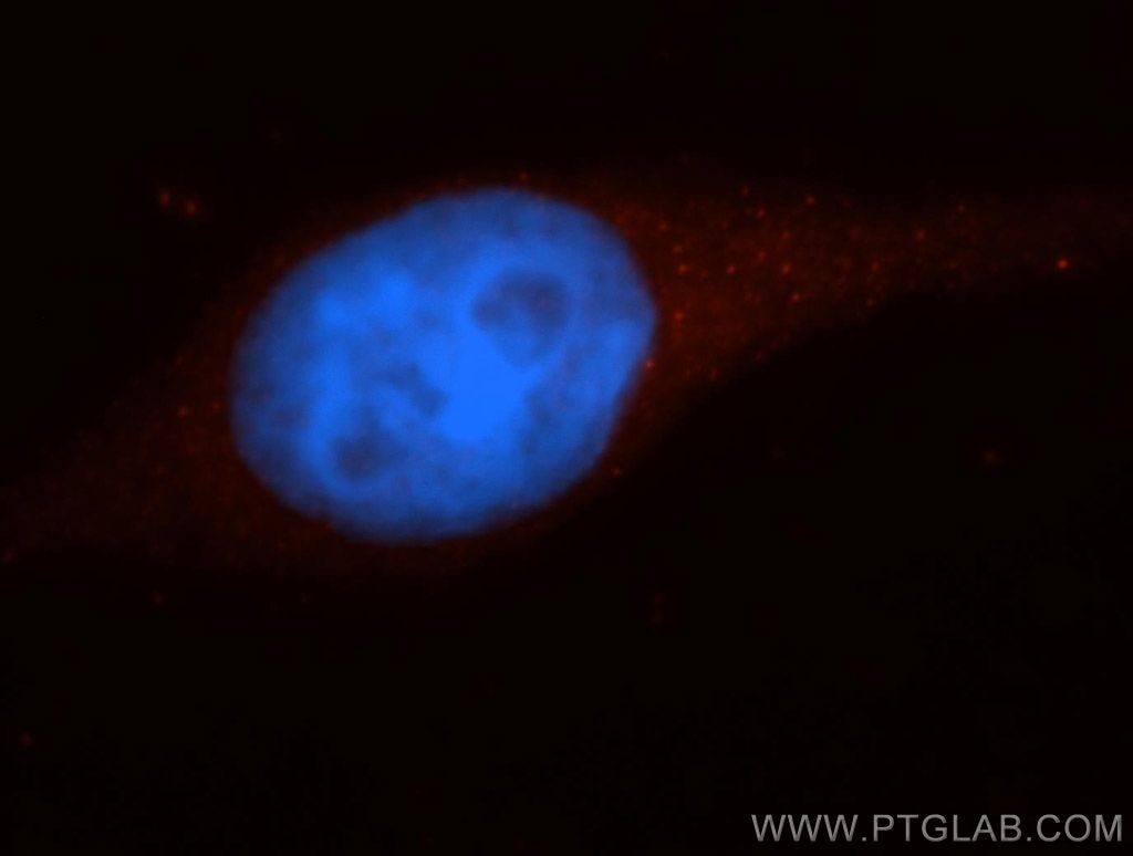 Immunofluorescence (IF) / fluorescent staining of HepG2 cells using Caspase 10/p23/17/p12 Polyclonal antibody (14311-1-AP)