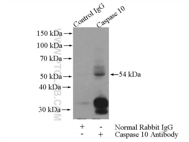 Immunoprecipitation (IP) experiment of HeLa cells using Caspase 10/p23/17/p12 Polyclonal antibody (14311-1-AP)