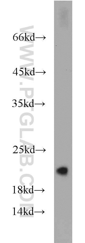 Western Blot (WB) analysis of Apoptosised HeLa cells using Caspase 10/p23/17/p12 Polyclonal antibody (14311-1-AP)