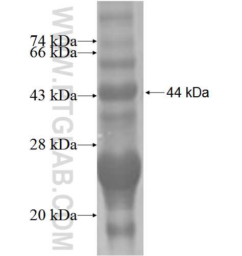 Caspase 10 fusion protein Ag5511 SDS-PAGE