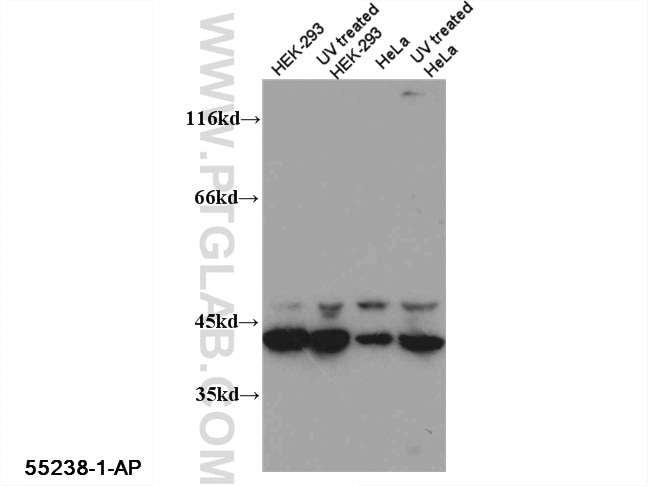 Western Blot (WB) analysis of multi-cells using Caspase 12 Polyclonal antibody (55238-1-AP)