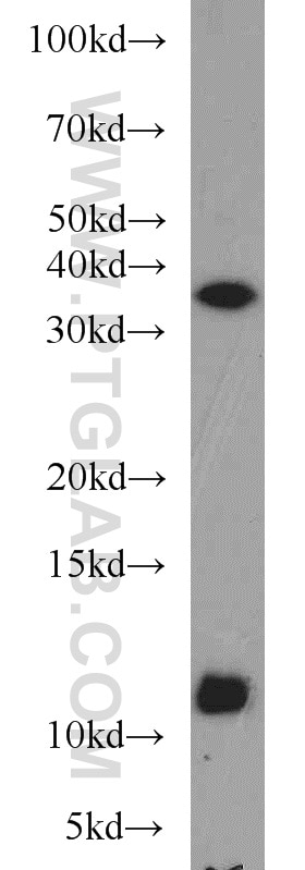 Western Blot (WB) analysis of L02 cells using Caspase 12 Polyclonal antibody (55238-1-AP)