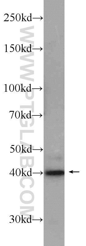 Western Blot (WB) analysis of Jurkat cells using Caspase 12 Polyclonal antibody (55238-1-AP)