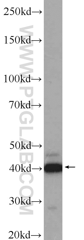 Western Blot (WB) analysis of HEK-293 cells using Caspase 12 Polyclonal antibody (55238-1-AP)