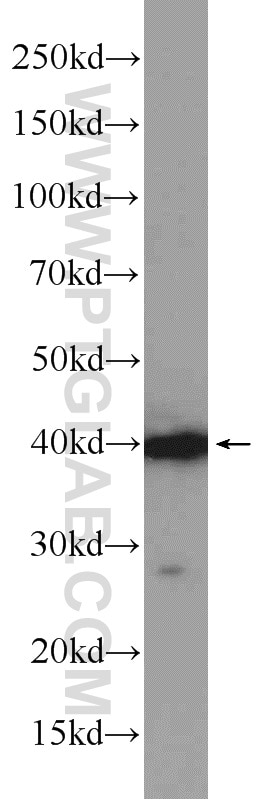 Western Blot (WB) analysis of HepG2 cells using Caspase 12 Polyclonal antibody (55238-1-AP)