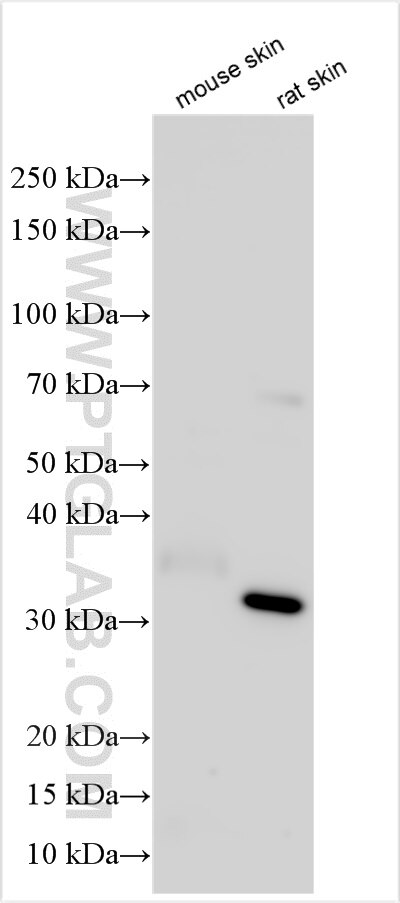 Western Blot (WB) analysis of various lysates using Caspase 14 Polyclonal antibody (28136-1-AP)