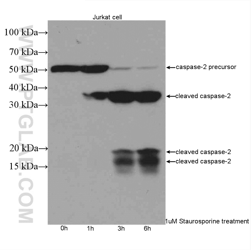 Western Blot (WB) analysis of Jurkat cells using Caspase 2/p32/p18 Polyclonal antibody (10436-1-AP)