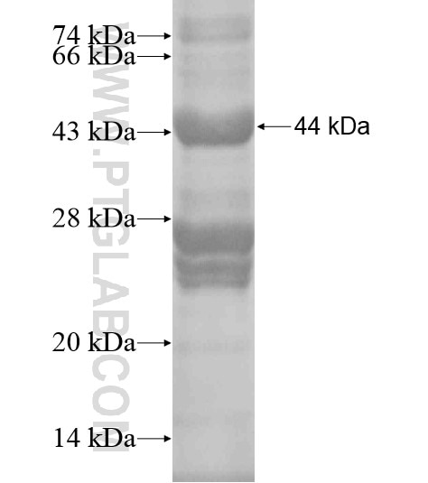 Caspase 2 fusion protein Ag20111 SDS-PAGE