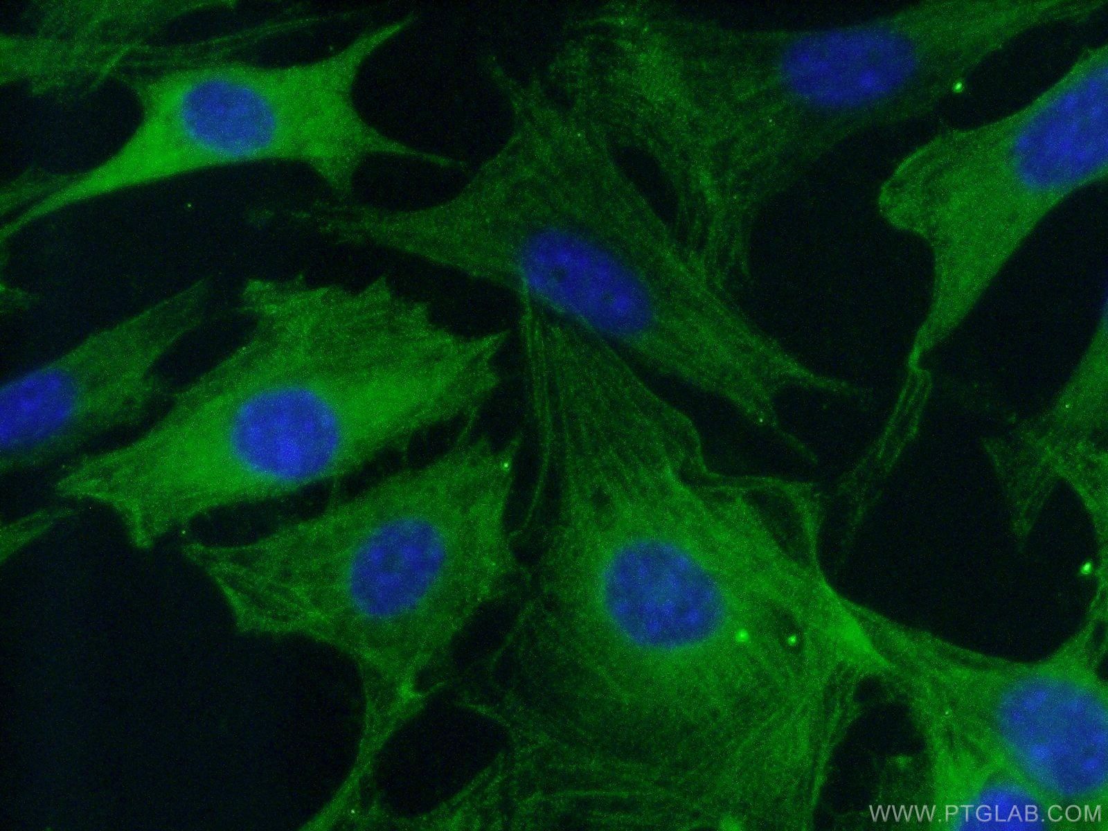Immunofluorescence (IF) / fluorescent staining of NIH/3T3 cells using Caspase 3/p17/p19 Polyclonal antibody (19677-1-AP)
