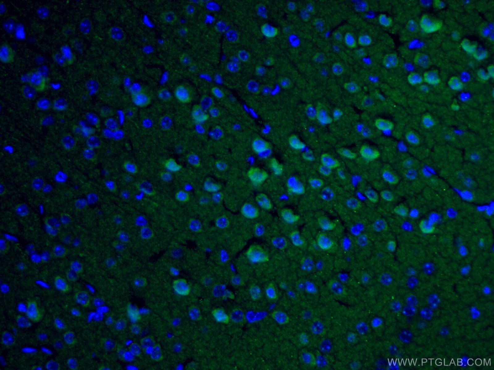 Immunofluorescence (IF) / fluorescent staining of mouse brain tissue using Caspase 3/p17/p19 Polyclonal antibody (19677-1-AP)