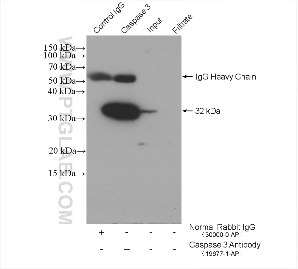 Immunoprecipitation (IP) experiment of NIH/3T3 cells using Caspase 3/p17/p19 Polyclonal antibody (19677-1-AP)