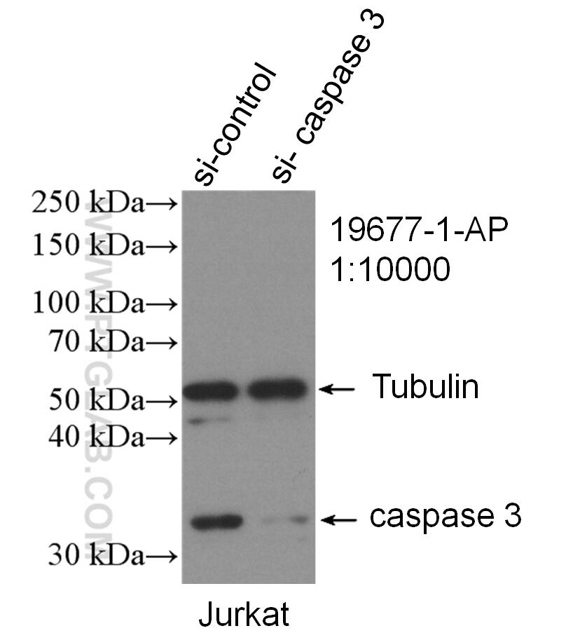 Western Blot (WB) analysis of Jurkat cells using Caspase 3/p17/p19 Polyclonal antibody (19677-1-AP)