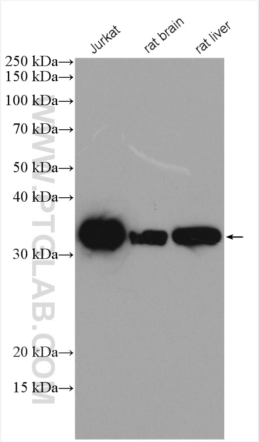 Western Blot (WB) analysis of various lysates using Caspase 3/p17/p19 Polyclonal antibody (19677-1-AP)